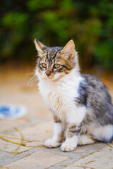 cat in the garden