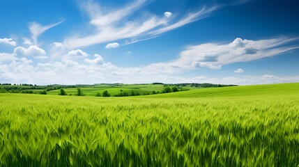Fototapeta premium a field with spring cereals in spring UHD Wallpaper