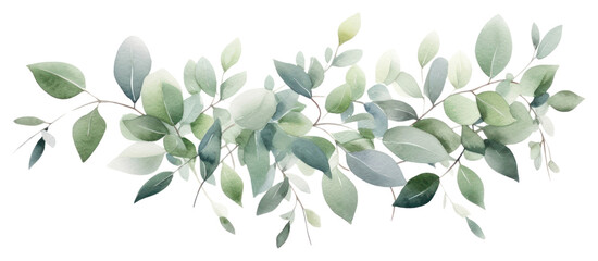 PNG  Elegant watercolor eucalyptus leaves