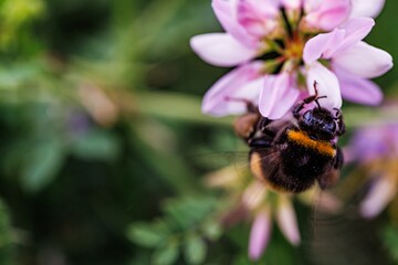 A Bumblebee Pollinating a Pink Wildflower in a Garden