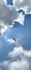 Bird in the sky