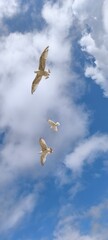 Bird in the sky
