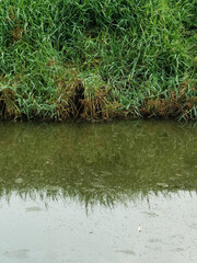 green grass in the garden