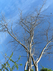 dry branch tree with blue sky