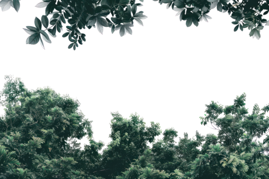 PNG Lush green foliage against sky - Powered by Adobe