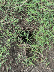 green grass in the field