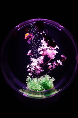 Wakin Japanese goldfish