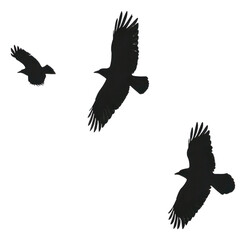 Obraz premium Silhouettes of flying birds