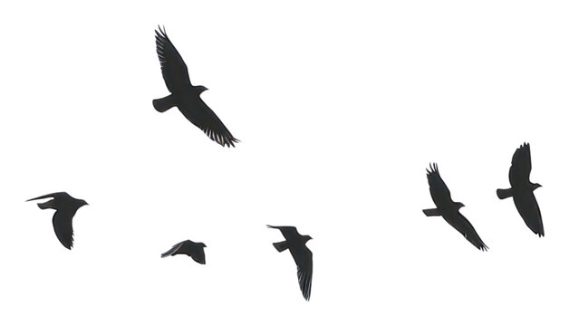 Silhouetted flying birds flock