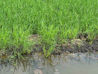 rice plant in field