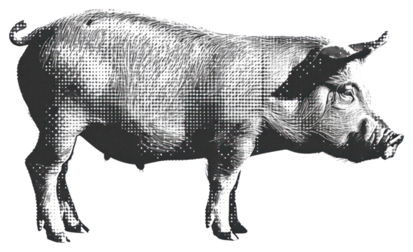 PNG Vintage pig illustration art