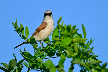 Neuntöter - Männchen // Red-backed shrike - male (Lanius collurio) 