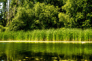 pond edge with reeds and trees and algae, vibrant  healthy eco-system, shot toronto island (urban park) in summer room for text suitable as background