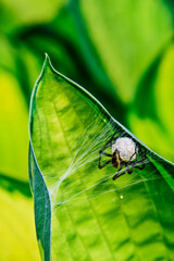 A female wolf spider (Lycosidae) with a white cocoon with eggs attached to her abdomen and her hunting net on a large green leaf.