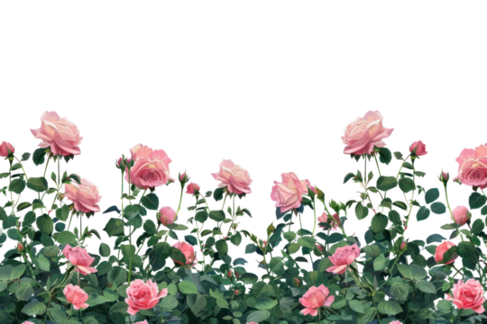 PNG Pink roses garden illustration
