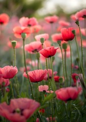 Fototapeta premium Pink Poppy Flowers in a Field