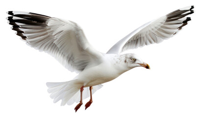 Fototapeta premium PNG Graceful seagull soaring white sky