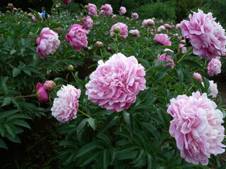 ピンク色のシャクヤク