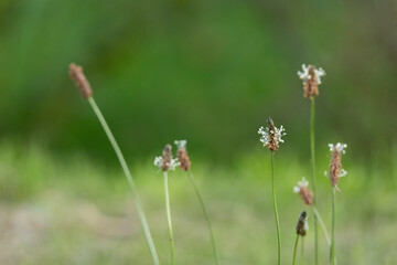flowers in the grass