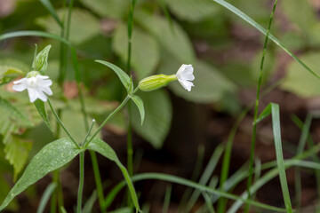 A plant (Silene latifolia, commonly known as white campion) with white flower in the grass.