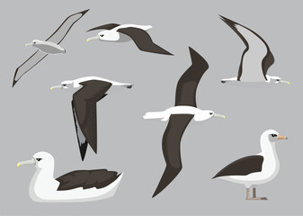 Albatross Sea Bird Various Poses Cartoon Vector Illustration Isolated Character