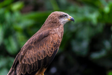 Brahminy Kite Eagle Bird Close up Details