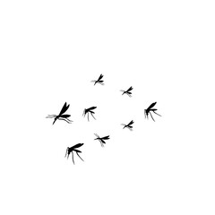 group flying mosquitoes
