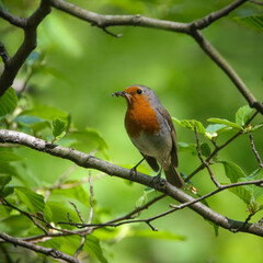 European Robin