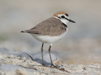 Kentish Plover