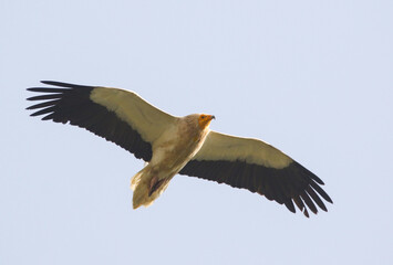 Egyptian Vulture