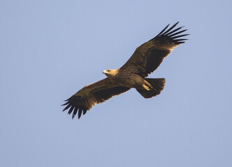 Eastern Imperial Eagle