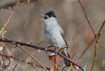 Blackcap