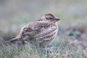 Rock Sparrow