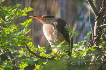 Little Bittern