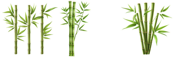 Vibrant bamboo stalks showcasing green hues, perfect for illustrating nature, serenity, and tropical themes in design.
