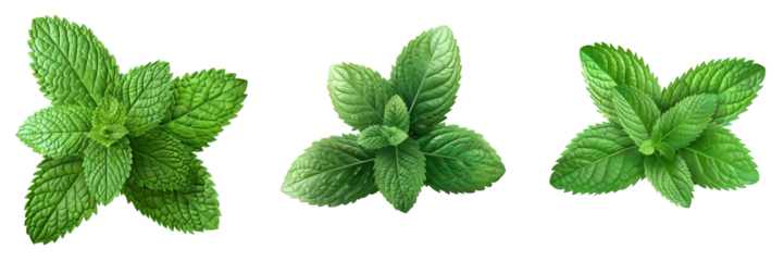 Fresh mint leaves arranged beautifully on a white background, perfect for culinary or herbal themes.