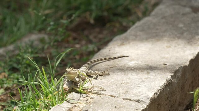 View of Ionian Wall Lizard (Podarcis ionicus) in Leonida Vlachou park and gardens, Corfu Town, Corfu, Ionian Sea, Greek Islands, Greece