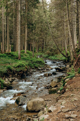 A clear mountain stream flows in a coniferous forest in spring.
