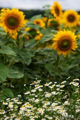 Champ de tournesols avec un ciel nuageux. Certaines fleurs sont déjà ouvertes largement et d'autres sont encore fermées. Le sol est sec est fissuré part la séchertesse