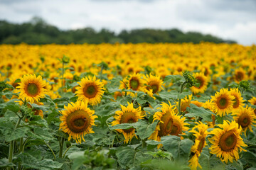 Fototapeta premium Champ de tournesols avec un ciel nuageux. Certaines fleurs sont déjà ouvertes largement et d'autres sont encore fermées. Le sol est sec est fissuré part la séchertesse