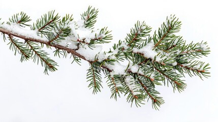 Fir branch on snowy backdrop