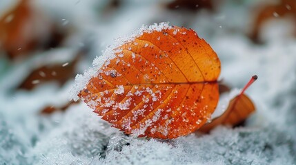 First snow covering autumn leaf