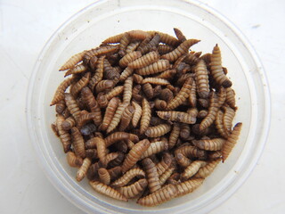Maggots in a jar. Maggots are larvae of black soldier fly. Maggots are very useful for recycling organic waste. Also can be used for fish and poultry feed