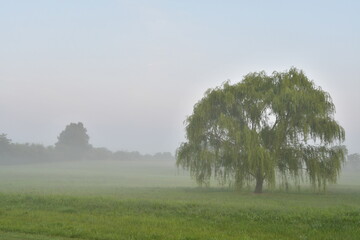 Weeping Willow Tree in a Foggy Field © Steve