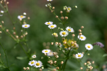A daisy on the lawn in the park in close-up. Chamomile on a background of green grass in a flowerbed	