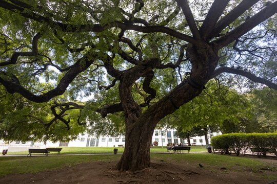 Tree Tipuana tipu (Benth.) Kuntze