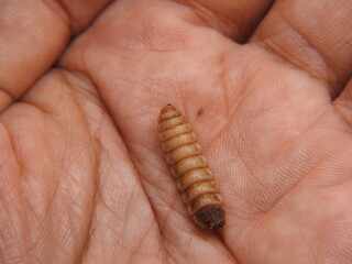 BSF maggot on hand. Maggots are larvae of black soldier fly. Maggots are very useful for recycling organic waste. Also can be used for fish and poultry feed
