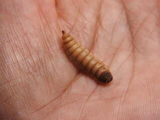 Close up of maggot on hand. Maggot is larvae of black soldier fly. Maggots are very useful for recycling organic waste. Also can be used for fish and poultry feed