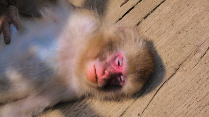 地獄谷野猿公苑9 © 川井　泰行