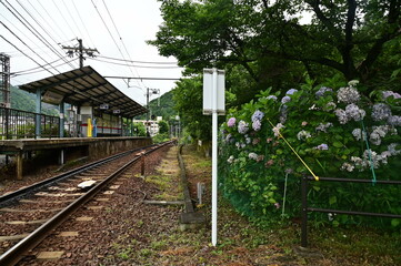 市原駅と紫陽花
